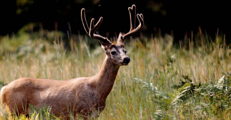 55-Year-Old School Worker Goes Hunting, Fired by Superintendent After Shooting Deer in a Field